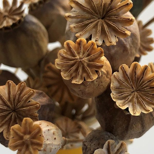 Dried Poppy Pods (unwashed)